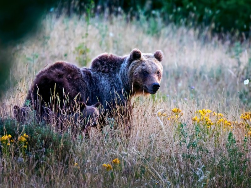 Quali animali sono protetti e quindi non cacciabili?