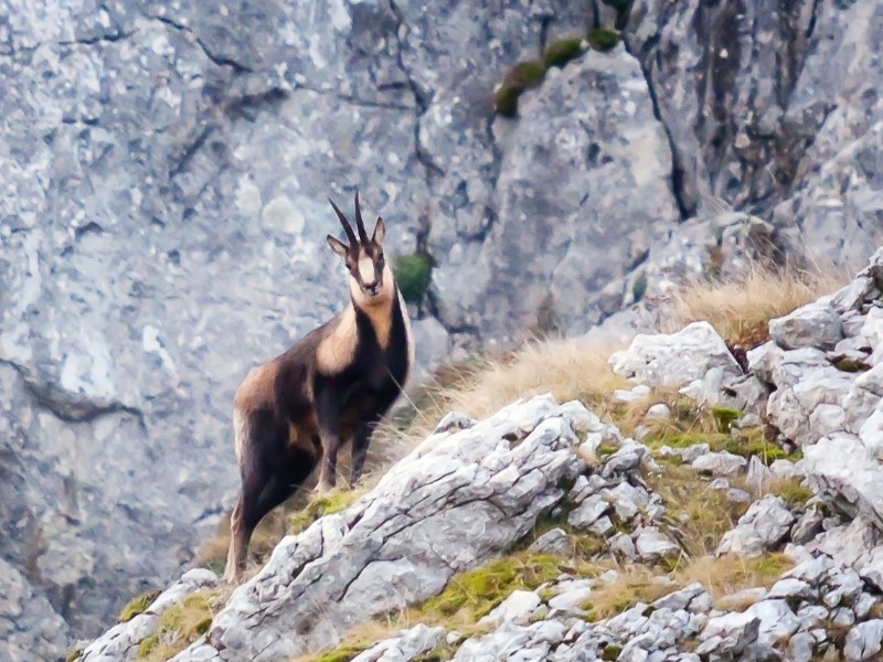 Aree montane: come proteggerle dagli animali selvatici